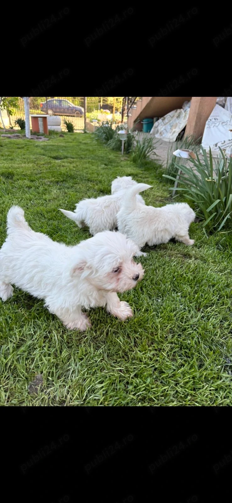 Bichon Maltez,disponibile 3 fetite.