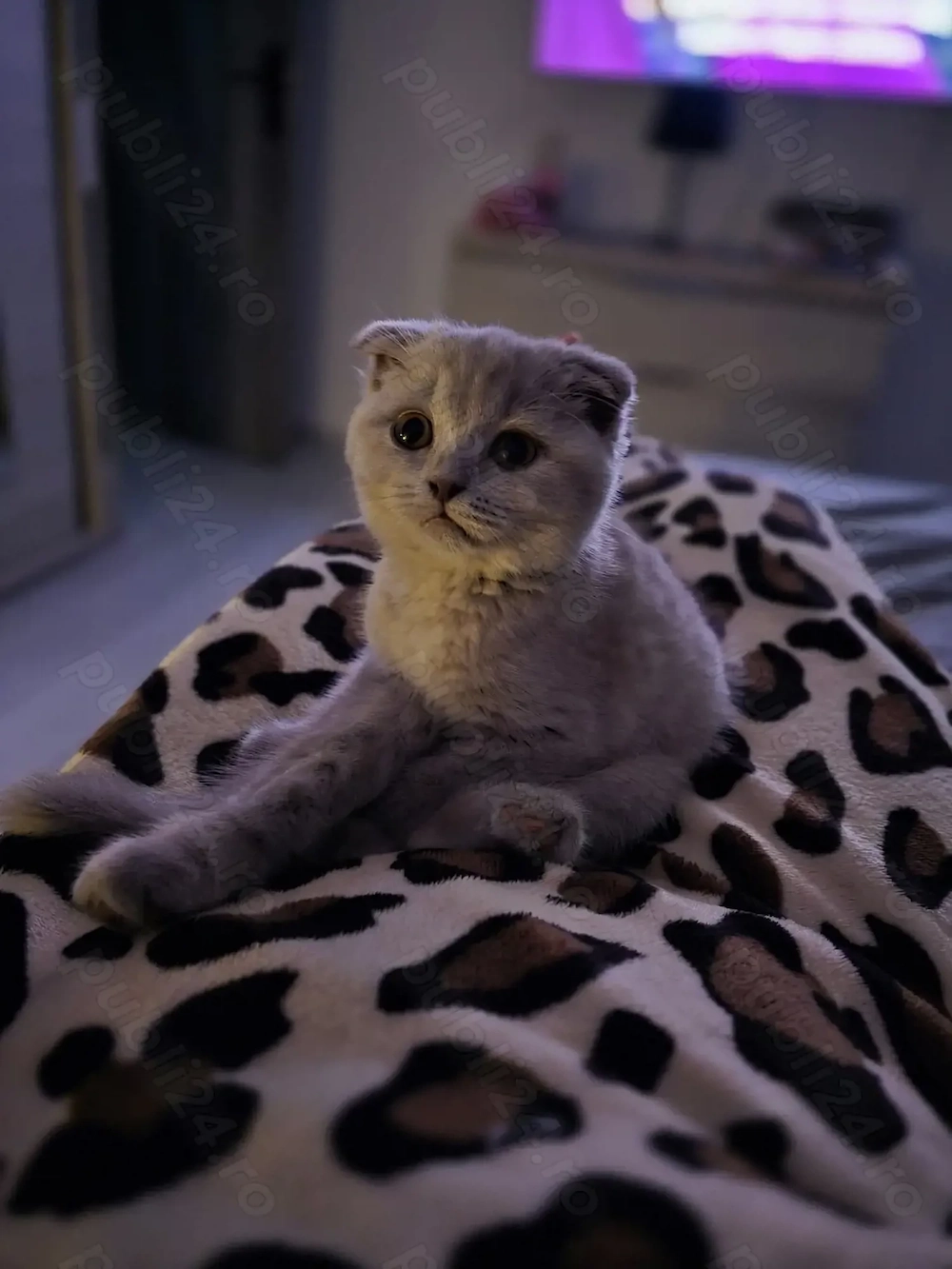 Vand pisicuta scottish fold 