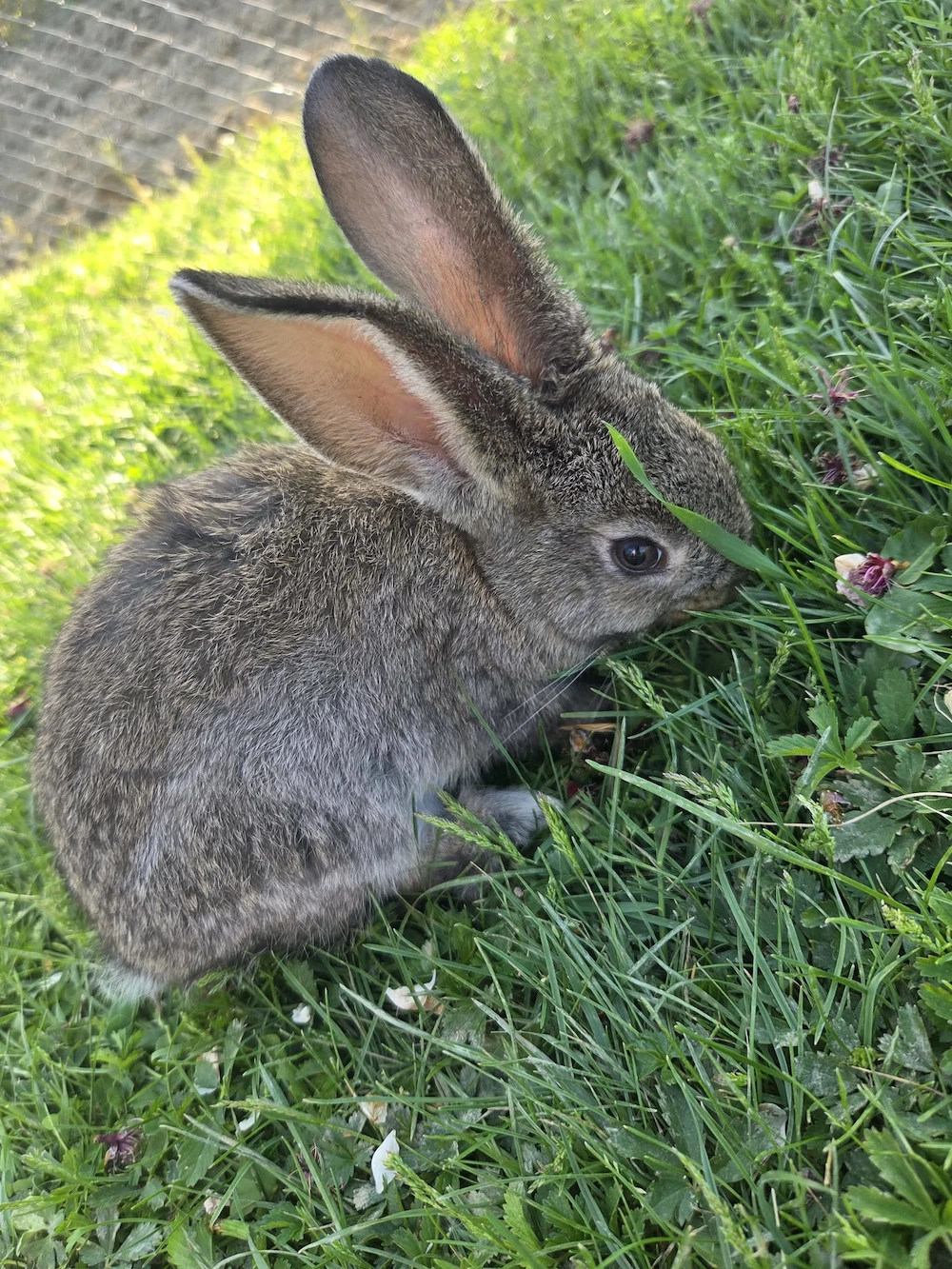 iepuri uriasi german