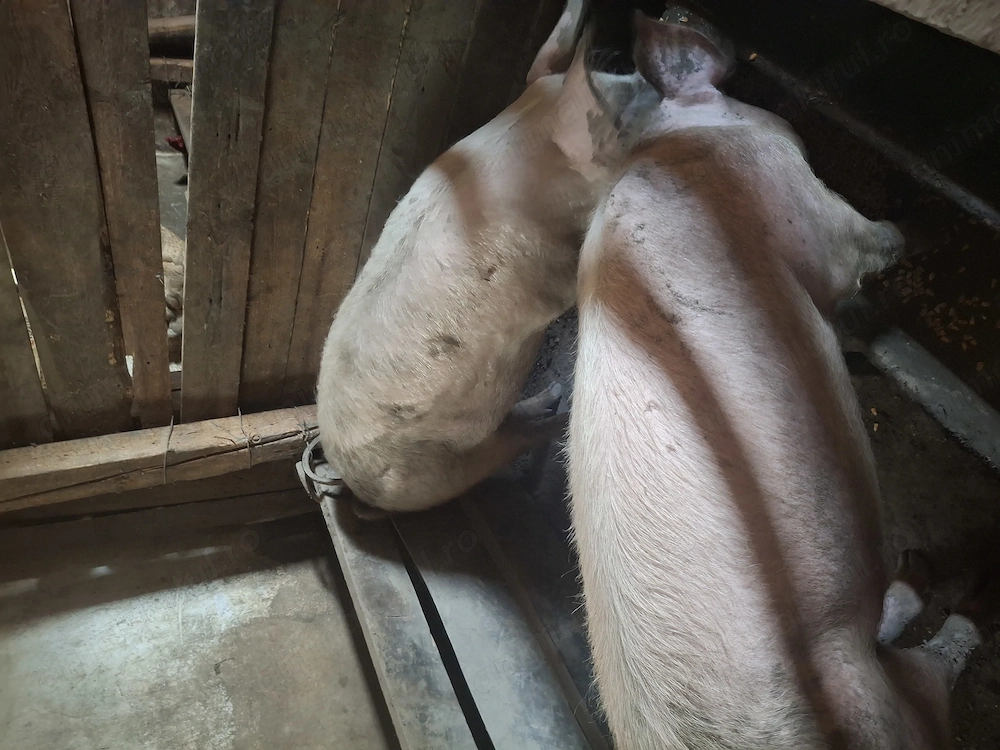 Vând porci de carne