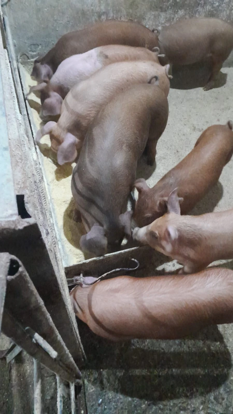 Duroc 2 luni 