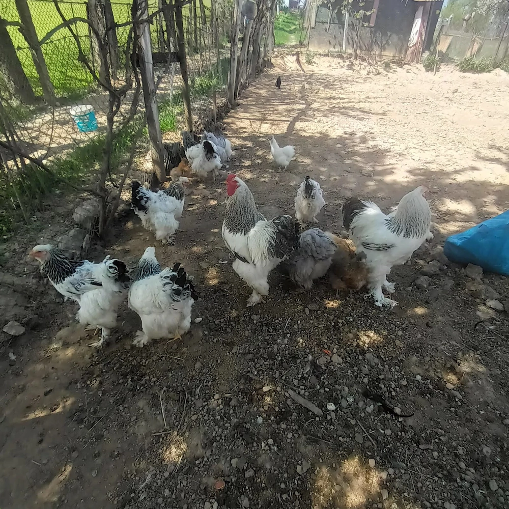 Găini Brahma de vânzare