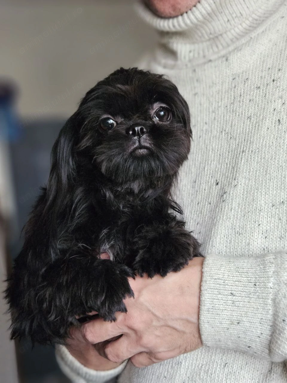 Fetiță Shih Tzu