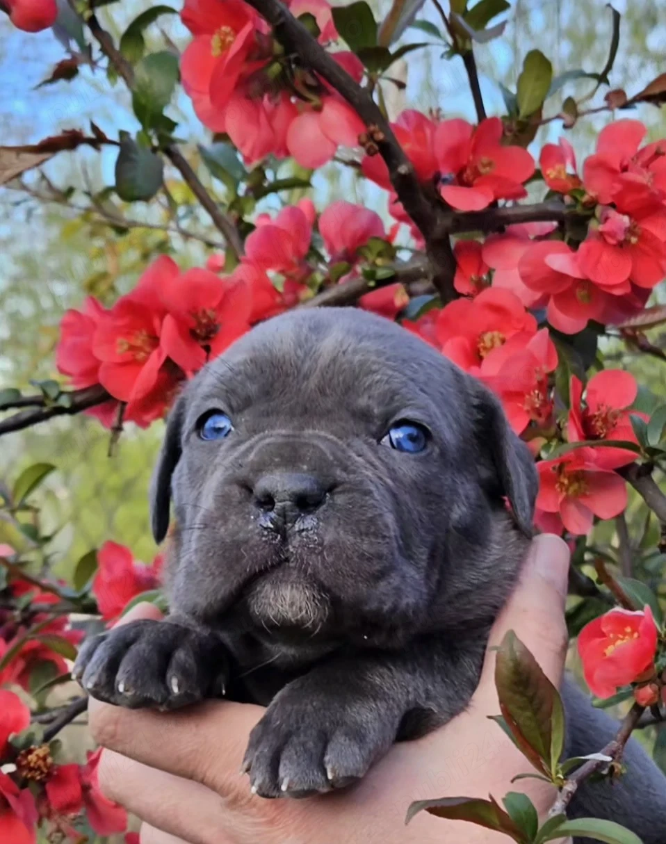 Cane corso blue 