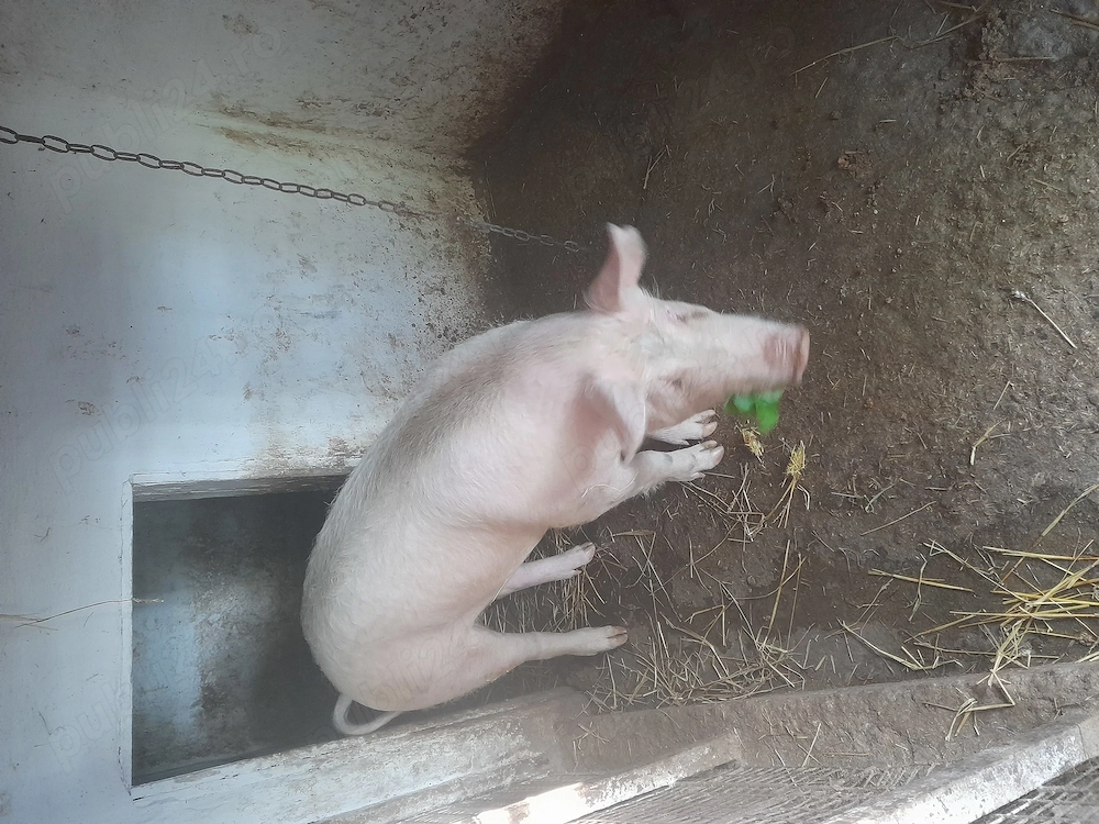 Purcea  rasă de carne 100 , 110 kg 