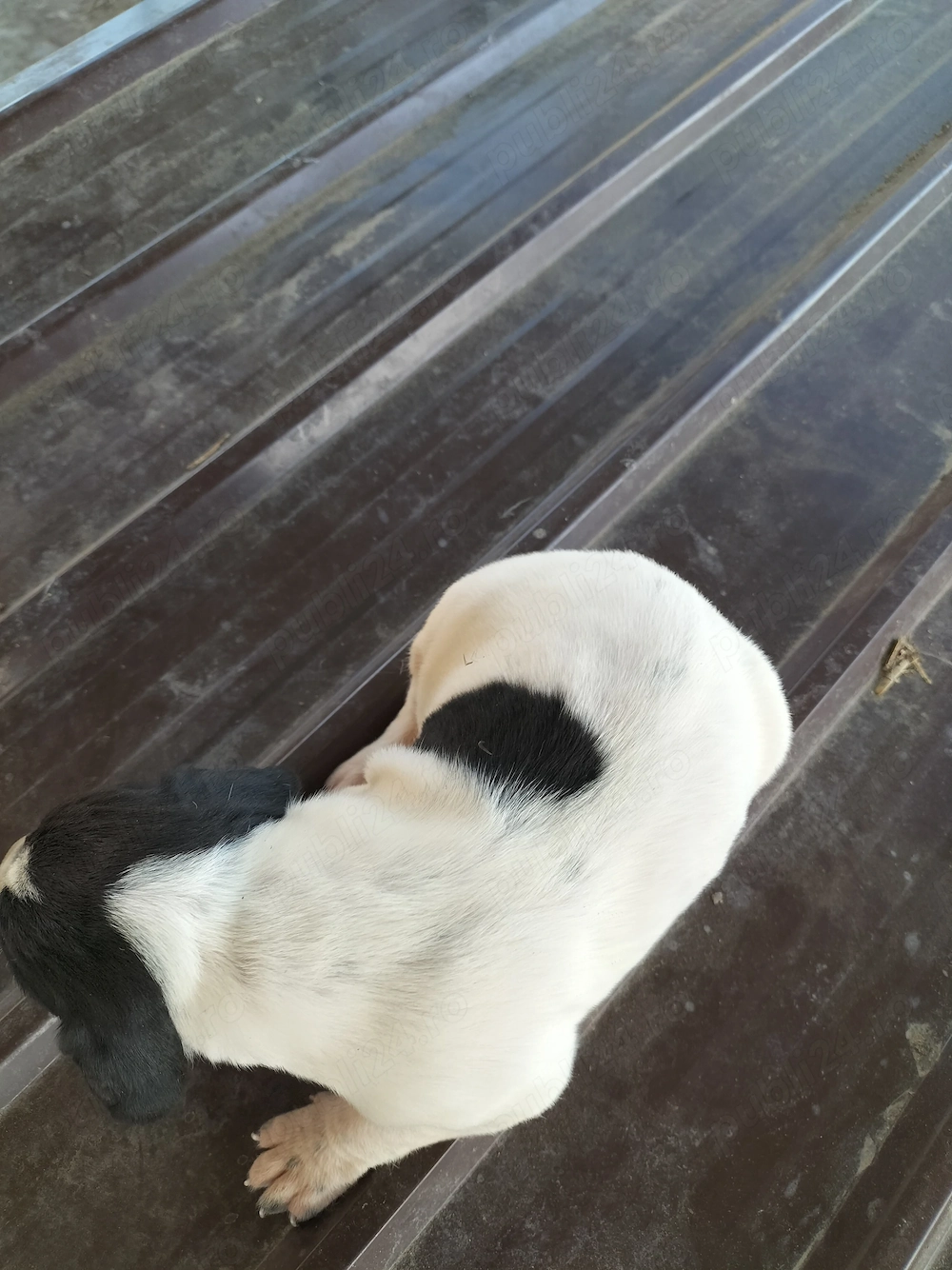 Căței brac german cu par scurt 