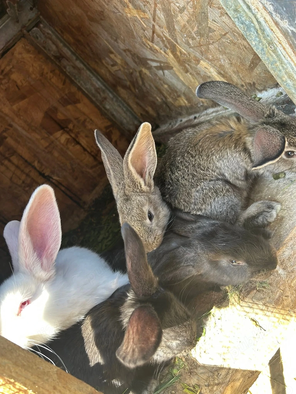 Vănd iepuri in Localitatea Mărtinești