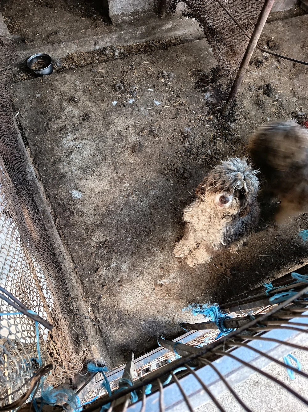 Pereche lagotto romagnolo 