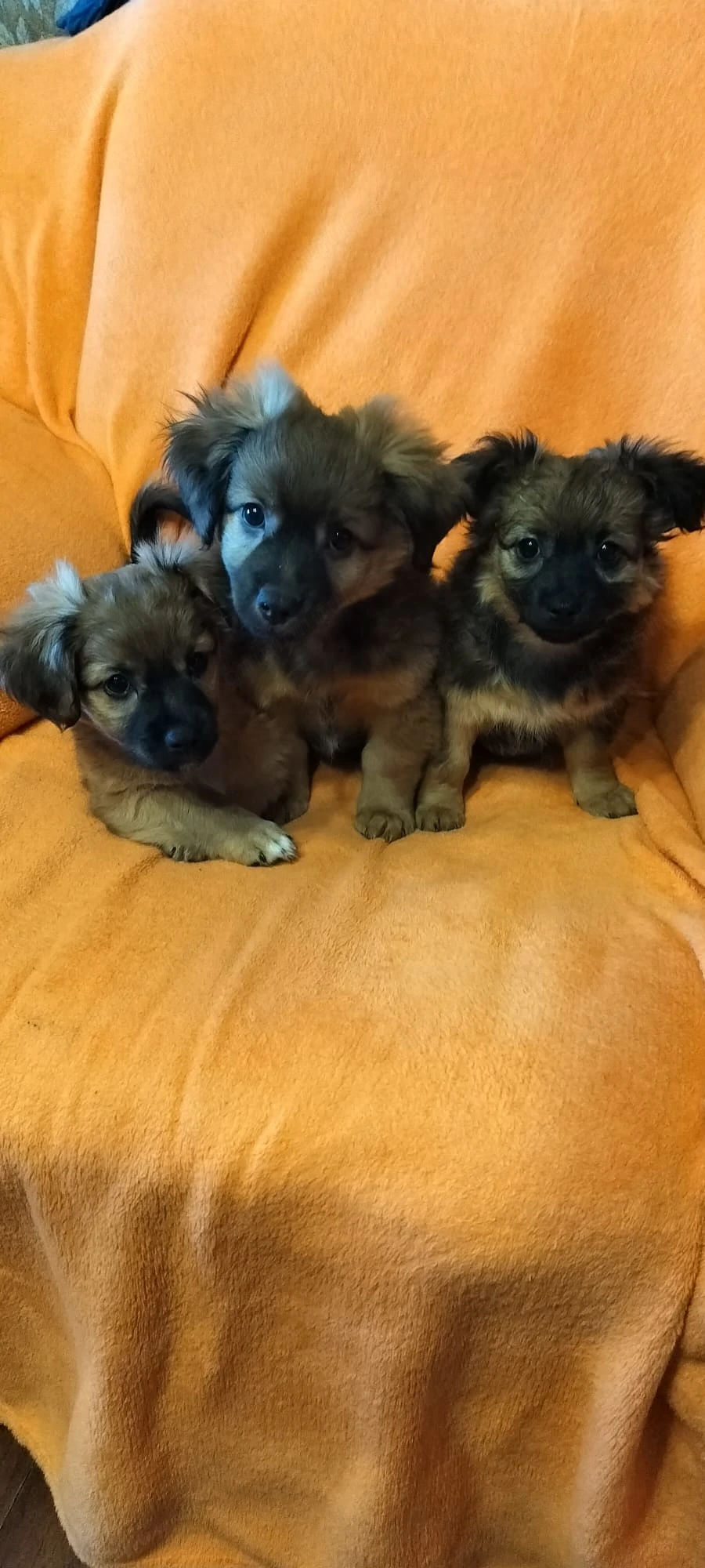 De vinzare 3 Pui Catei Pechinez 