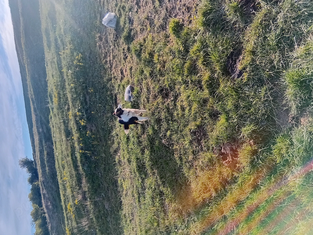 vand catelusa de intors originala 