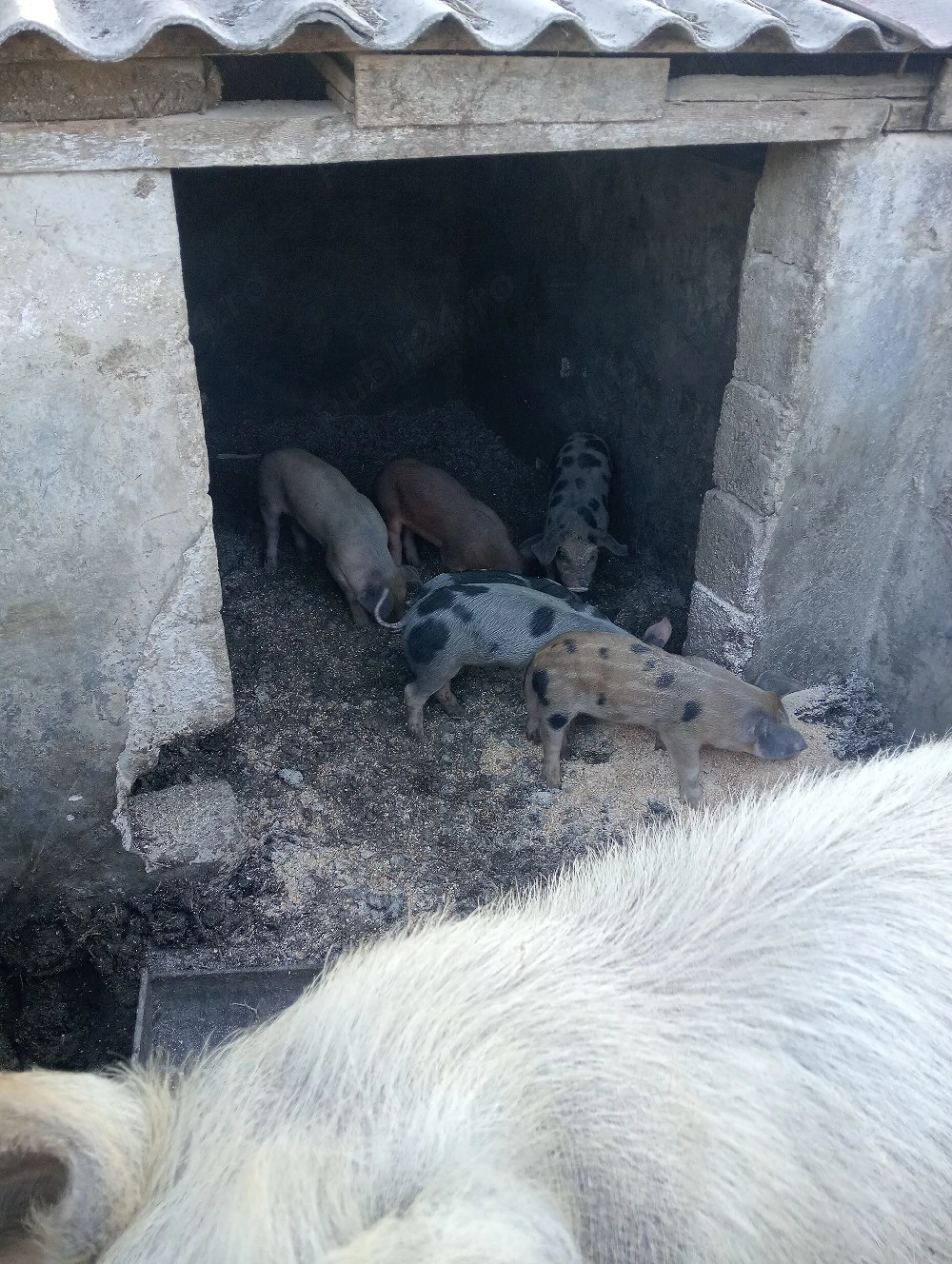 Vând 6 purcei de 6 saptamani mai multe detalii la telefon 