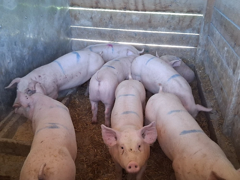 vând soldani  medie 60 kg ,Rasa de calitate Marele Alb &Pic  carne 100%(toți masculi castraţi)