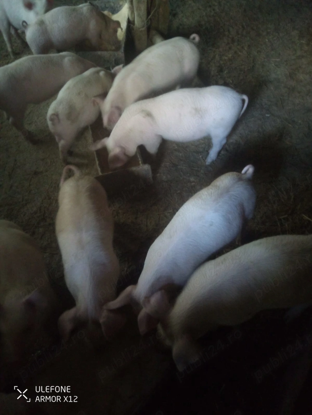 Purcei Landrace metis