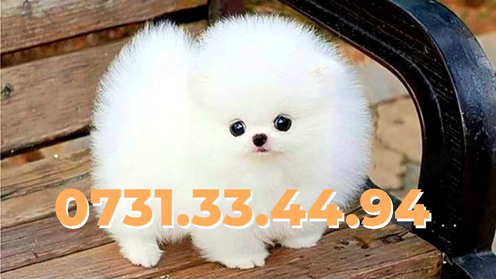 Pomeranian Toy Boo de vanzare|Talie mica|cu FACTURA|MICROCIP|GARANTIE|CARNET-Transport GRATUIT