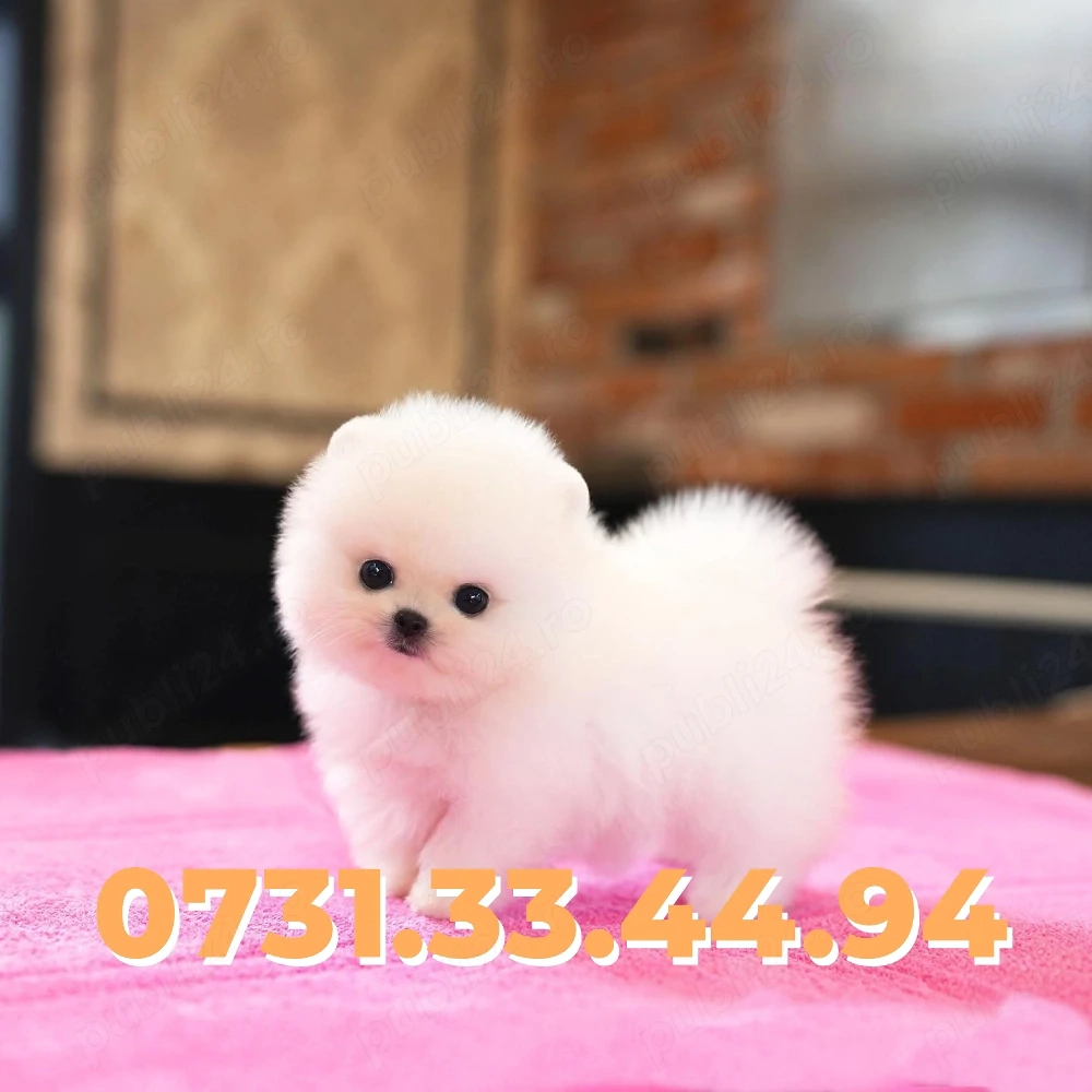 Catei Pomeranian Boo talie mica de vanzare cu FACTURA GARANTIE MICROCIP CARNET-transport GRATUIT