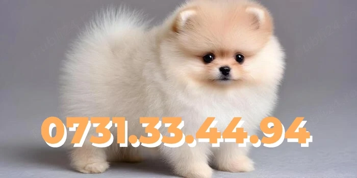 Pomeranian Toy Boo de vanzare+PAȘAPORT|Talie mica|cu FACTURA|MICROCIP|CARNET-Transport GRATUIT