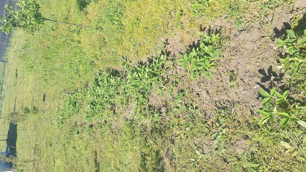 Vand teren in Călărași zona linistita, cu vecini foarte buni.