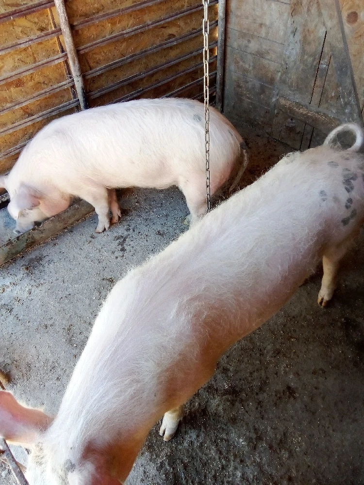 vind porci  2 bucati intretinuti cu ceriale 