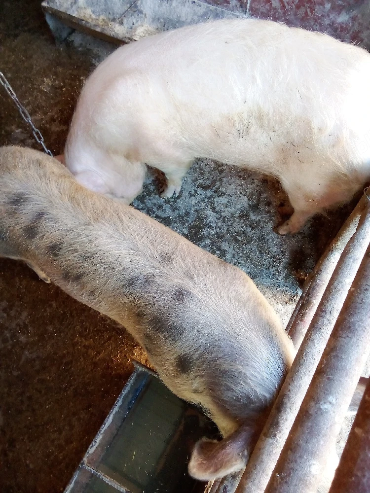 vind 2 scrofe  intretinute cu ceriale 