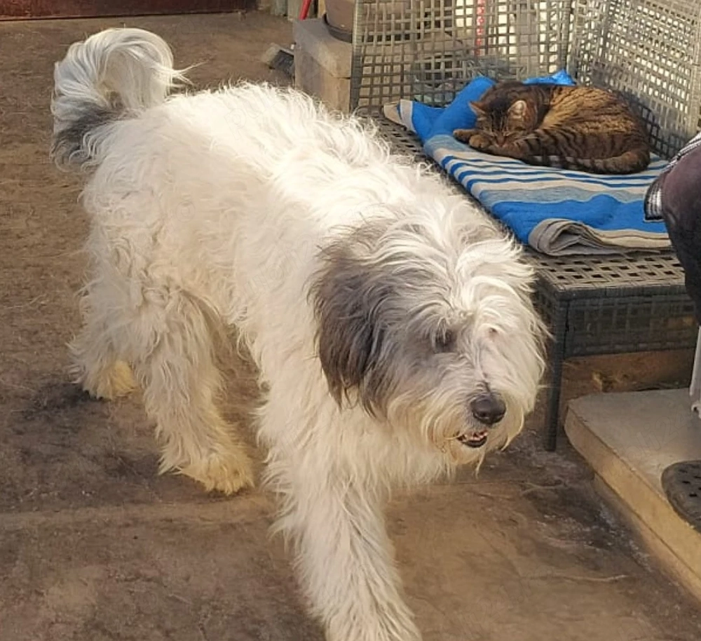 Pierdut caine metis ciobanesc mioritic