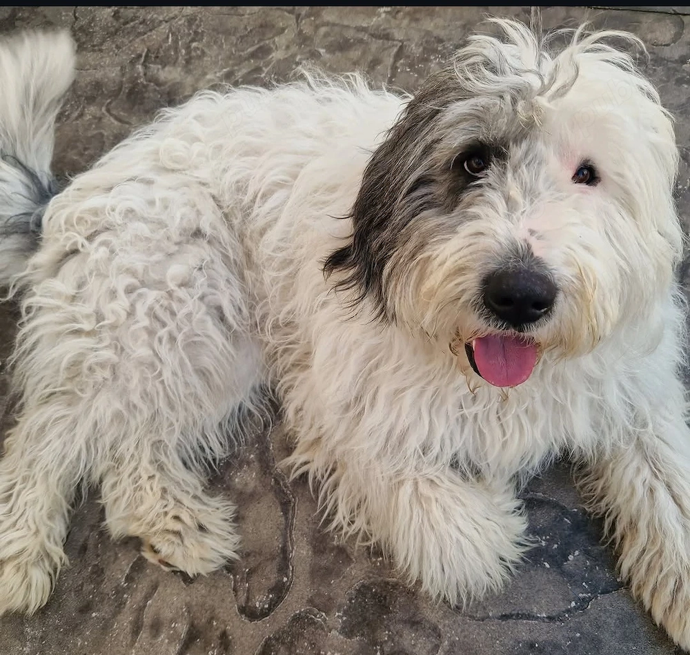 Caine pierdut metis ciobanesc mioritic