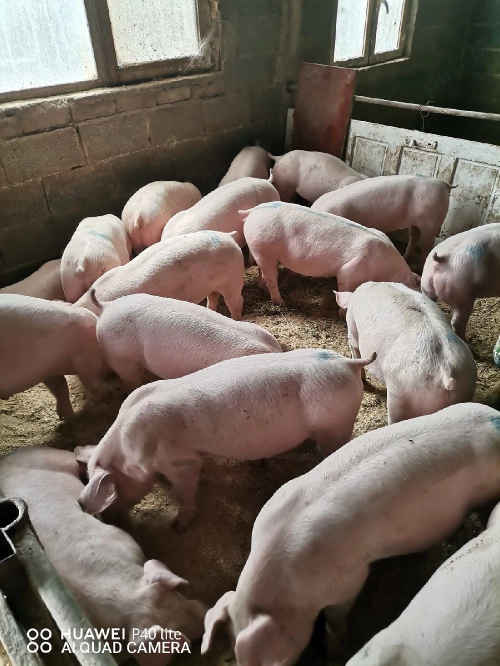 Porci purcei 40 de kg rasă de carne