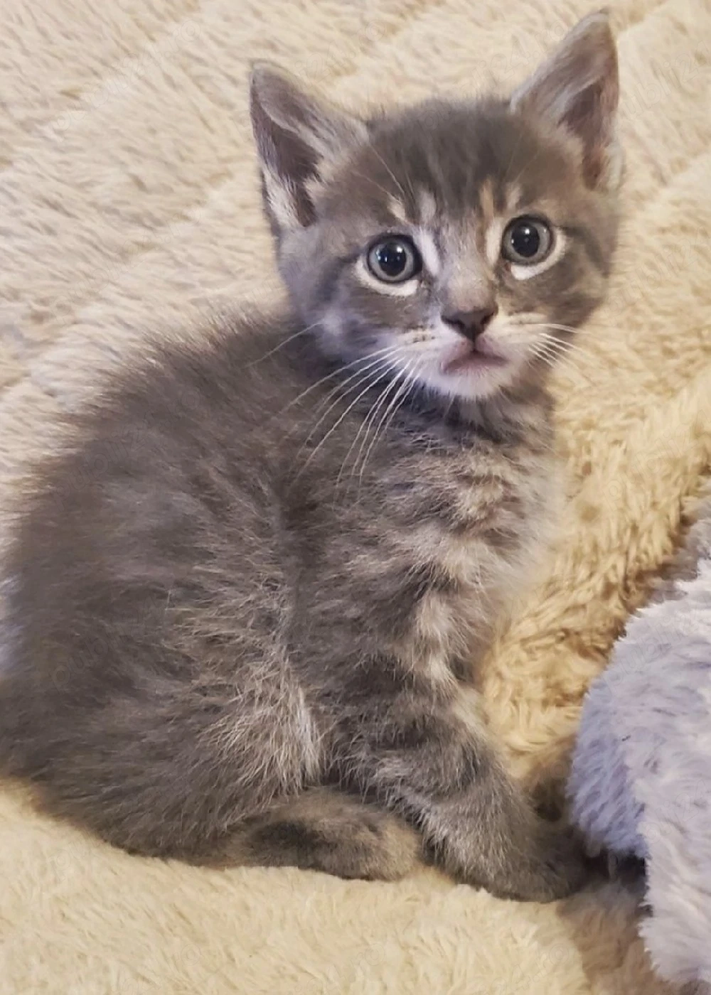 Siberiană de Pădure 