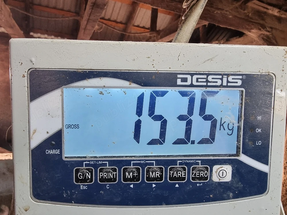 scrofita gestanta .montata cu duroc danez