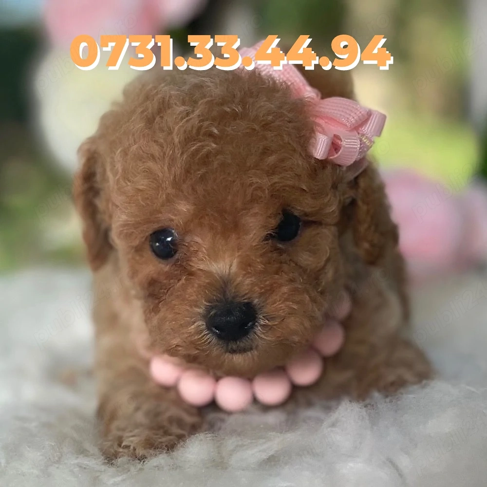 Caniche pitic Poodle Toy cu Factura|Garantie|Microcip|Carnet|Vaccin-TRANSPORT GRATUIT LA BUCURESTI