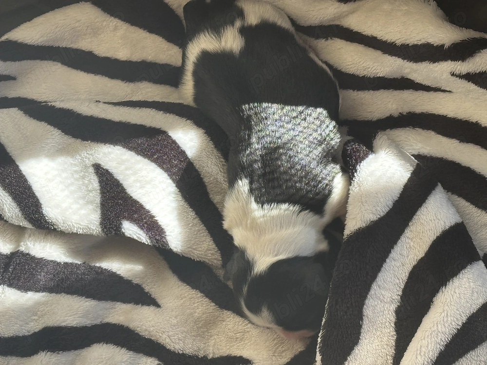 Vând pui Bichon Frise 