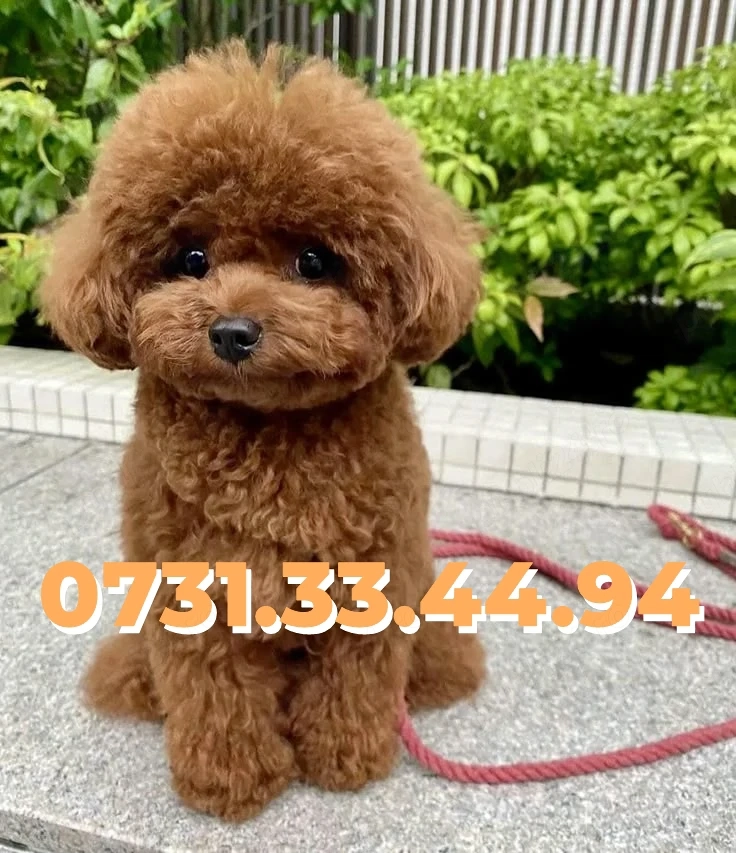 Caniche pitic-Poodle Toy Rasa pura Factura-Garantie-Microcip-TRANSPORT GRATUIT LA Timisoara