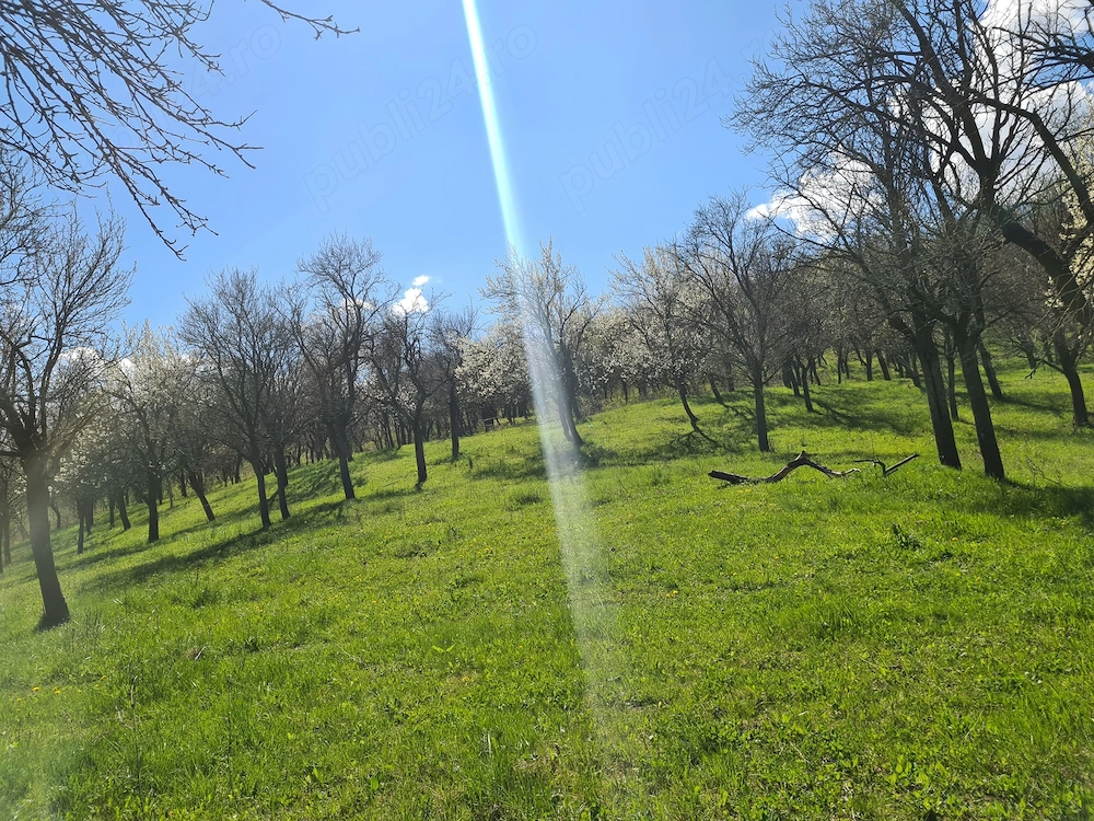 Vând teren intravilan   Dumitrești, jud. Vrancea