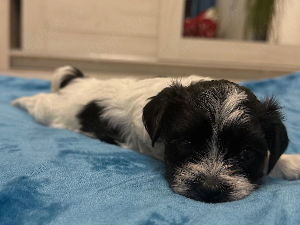 Vând pui Bichon Havanez   mascul