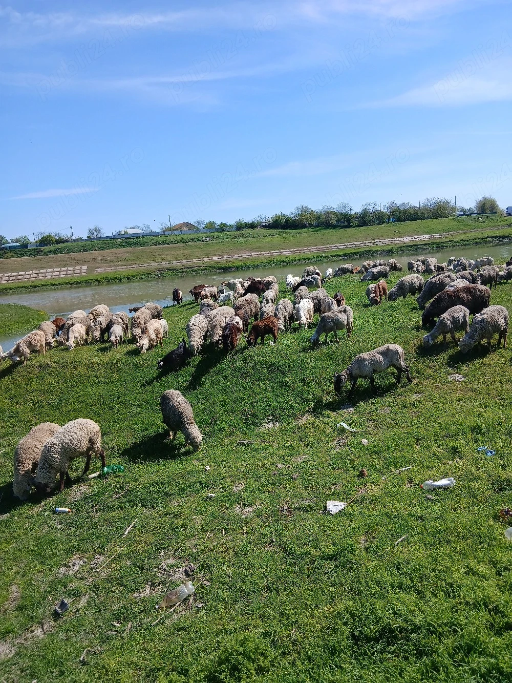 vand oi si capre cu miei și iezi lângă iele 