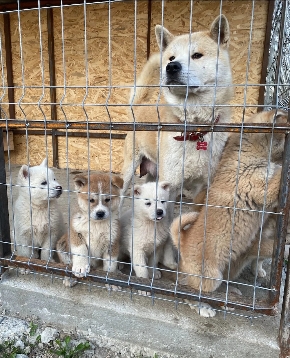 Pui Akita Inu vârsta 2 luni 