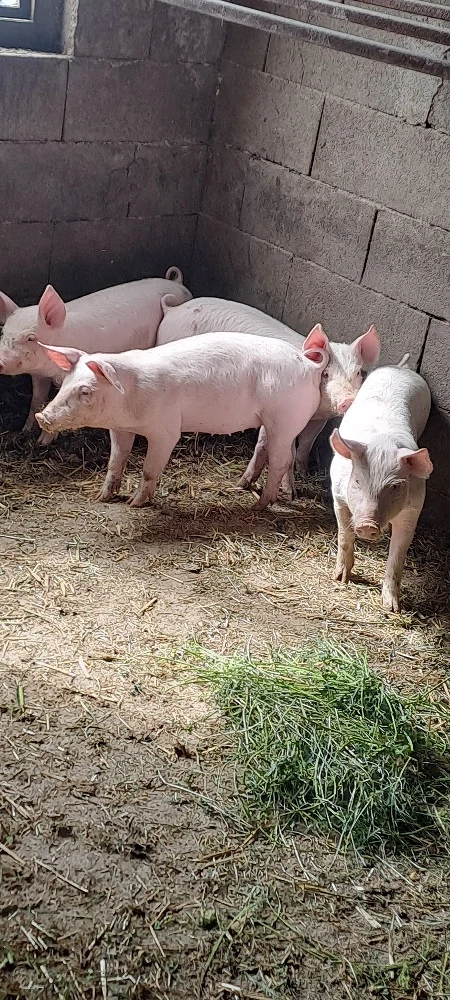 Vînd purcei 10 săptămîni marele alb _landras