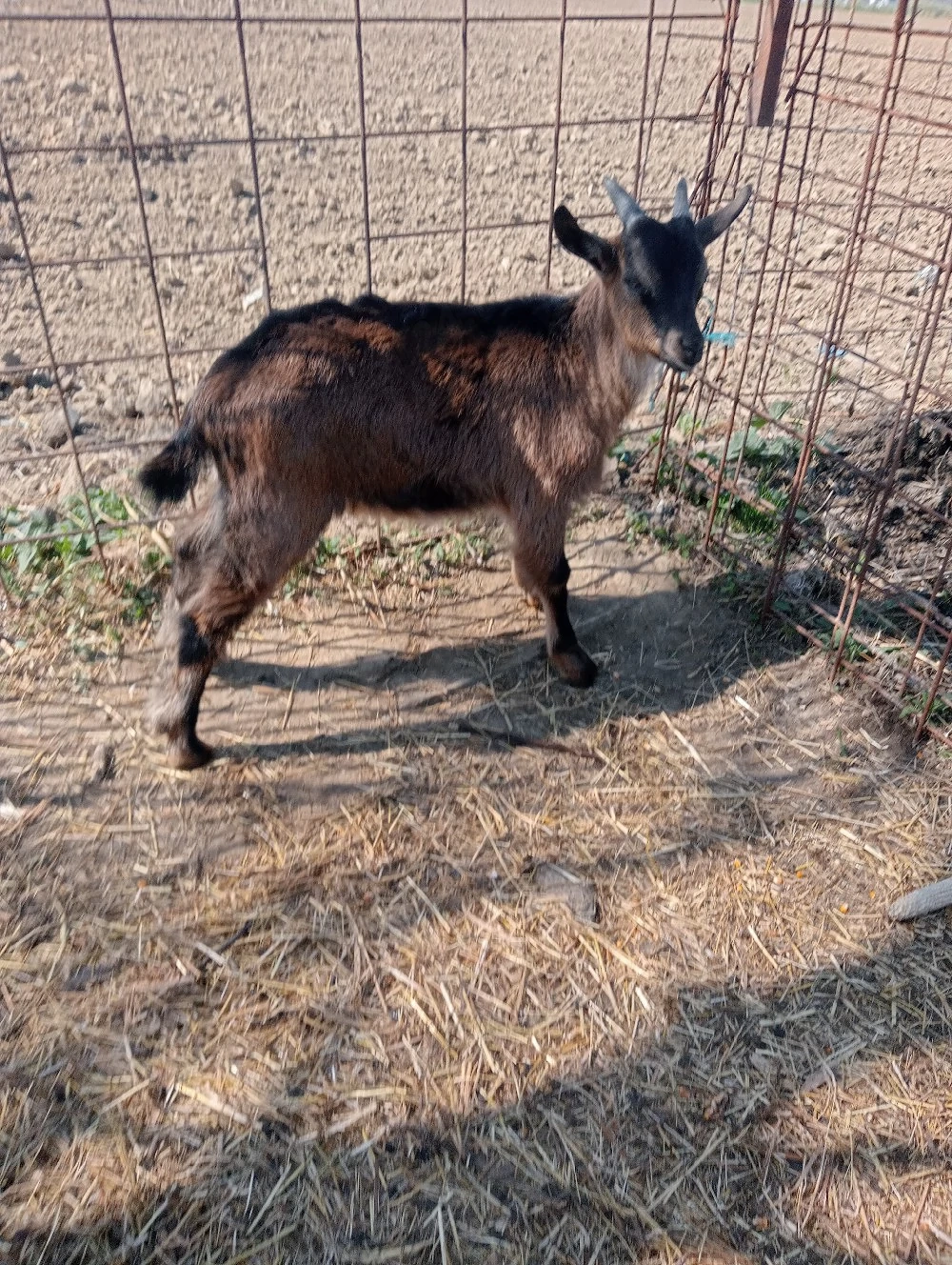 Vând țapi de anul acesta din rasa Saanen și Alpin Francez 