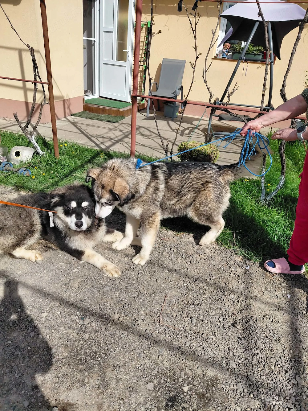 Vând câine caucazian