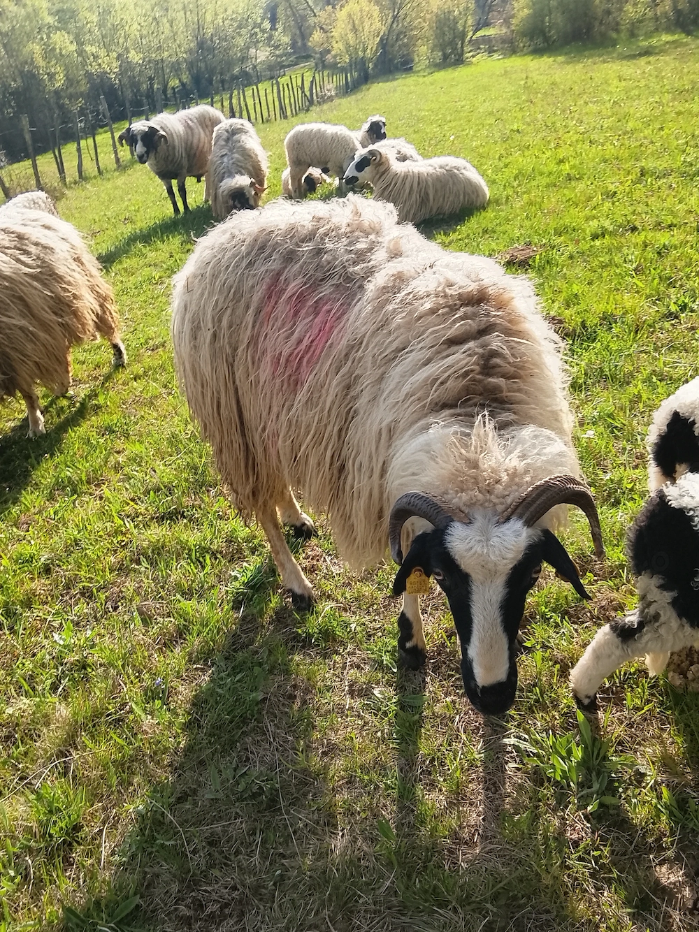 Vând      trei    Oi