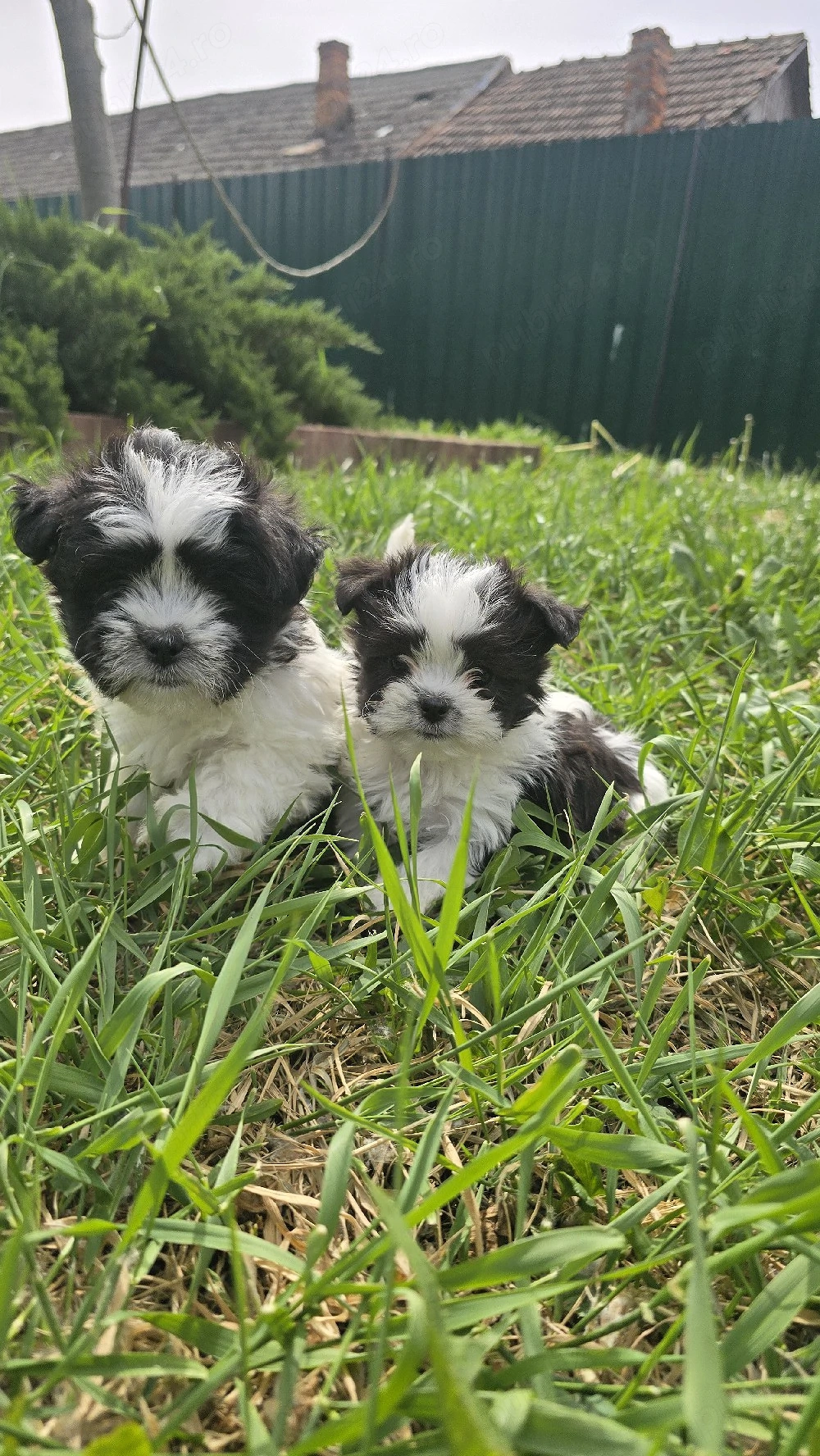 Șhih-Tzu Fetiță și Băiat