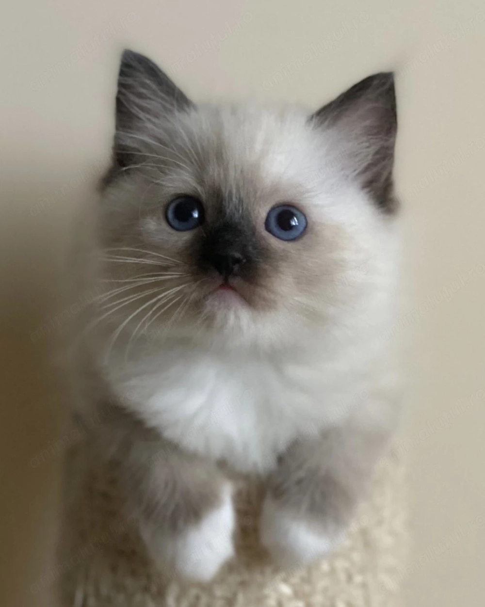 Fetița Ragdoll superbă 900 lei