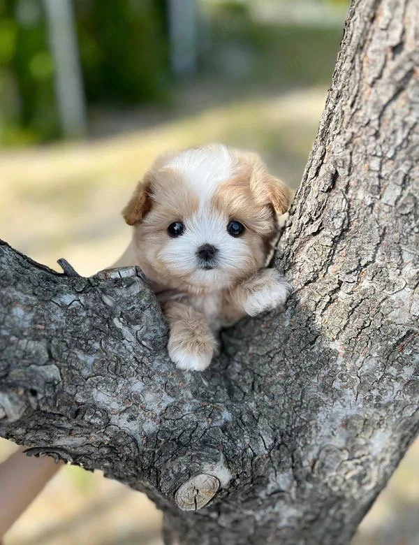 Fetita maltipoo mini toy