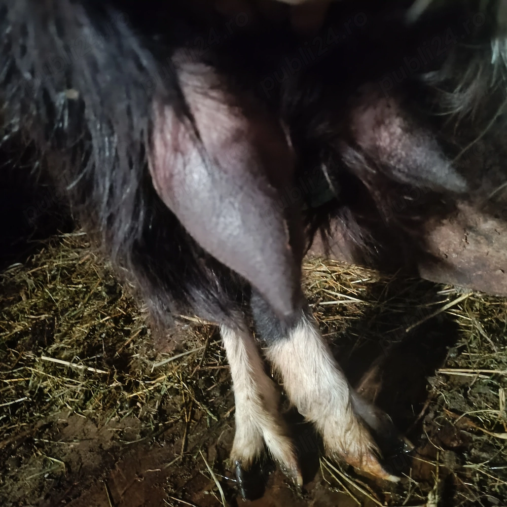 Capra bună de lapte ,carpatina