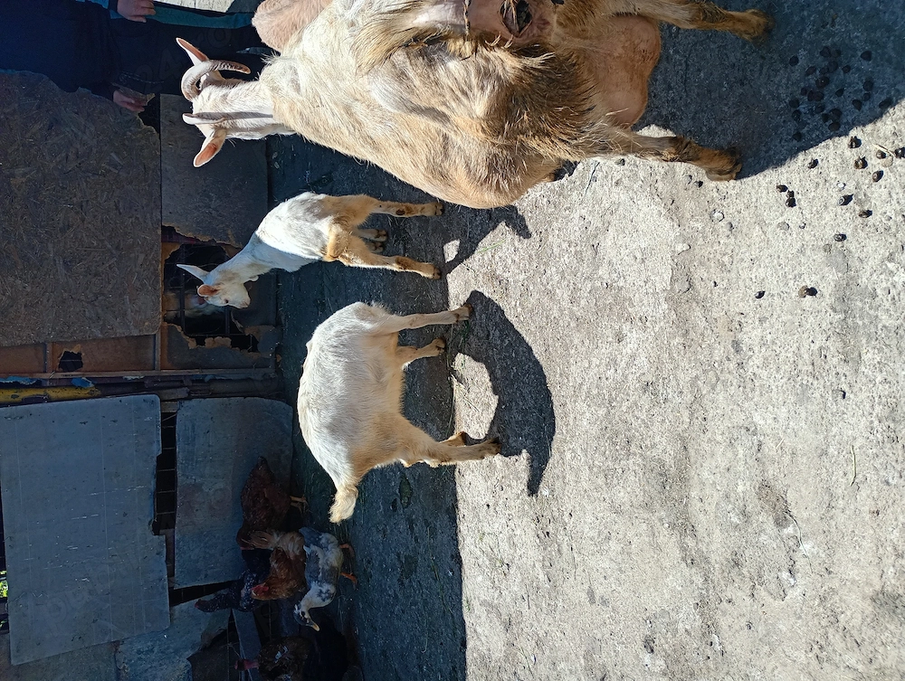 Vând iezi sanen și o prășitoare pe 5 rânduri 