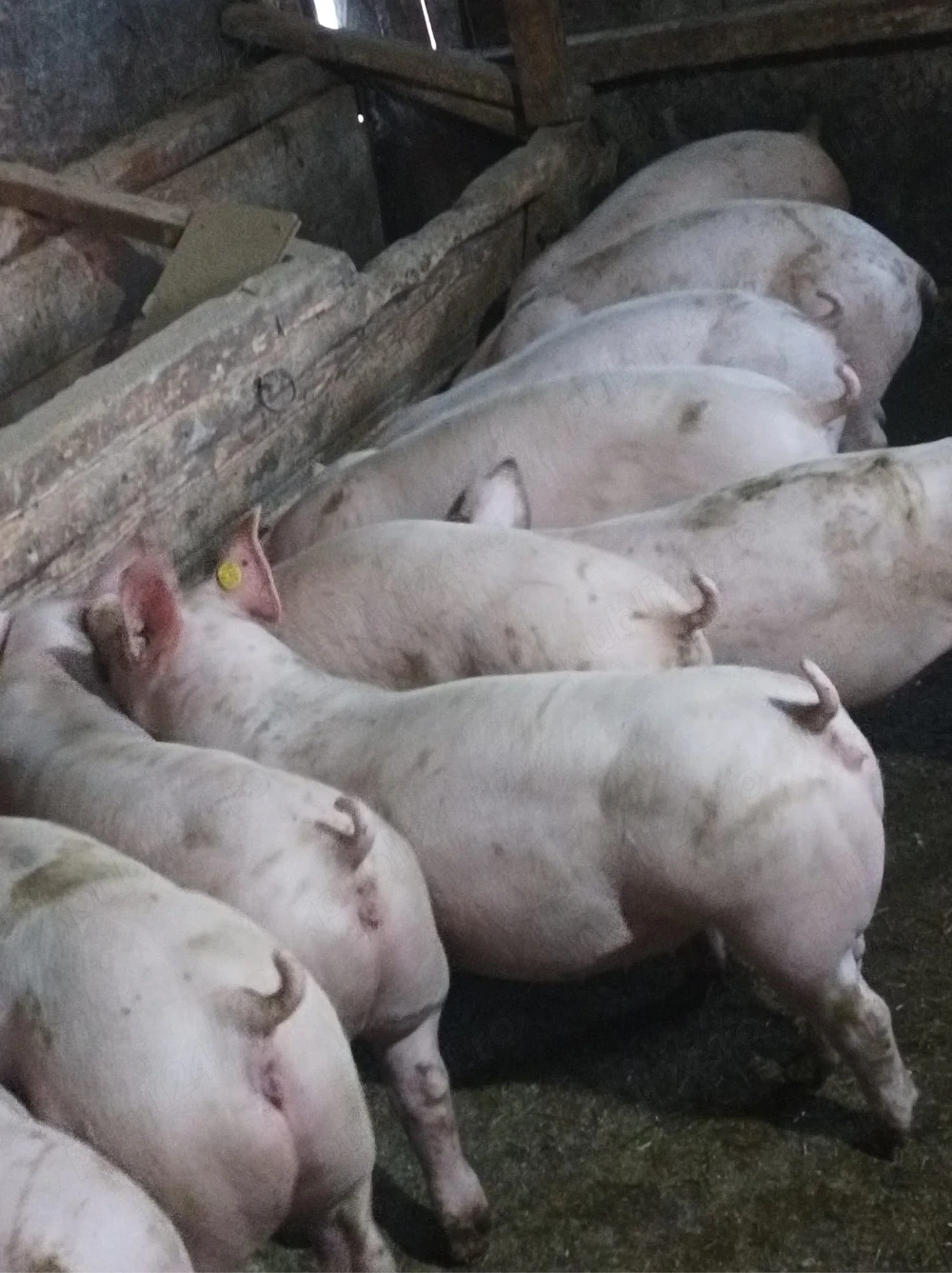 Soldanei de carne 45-50 kg