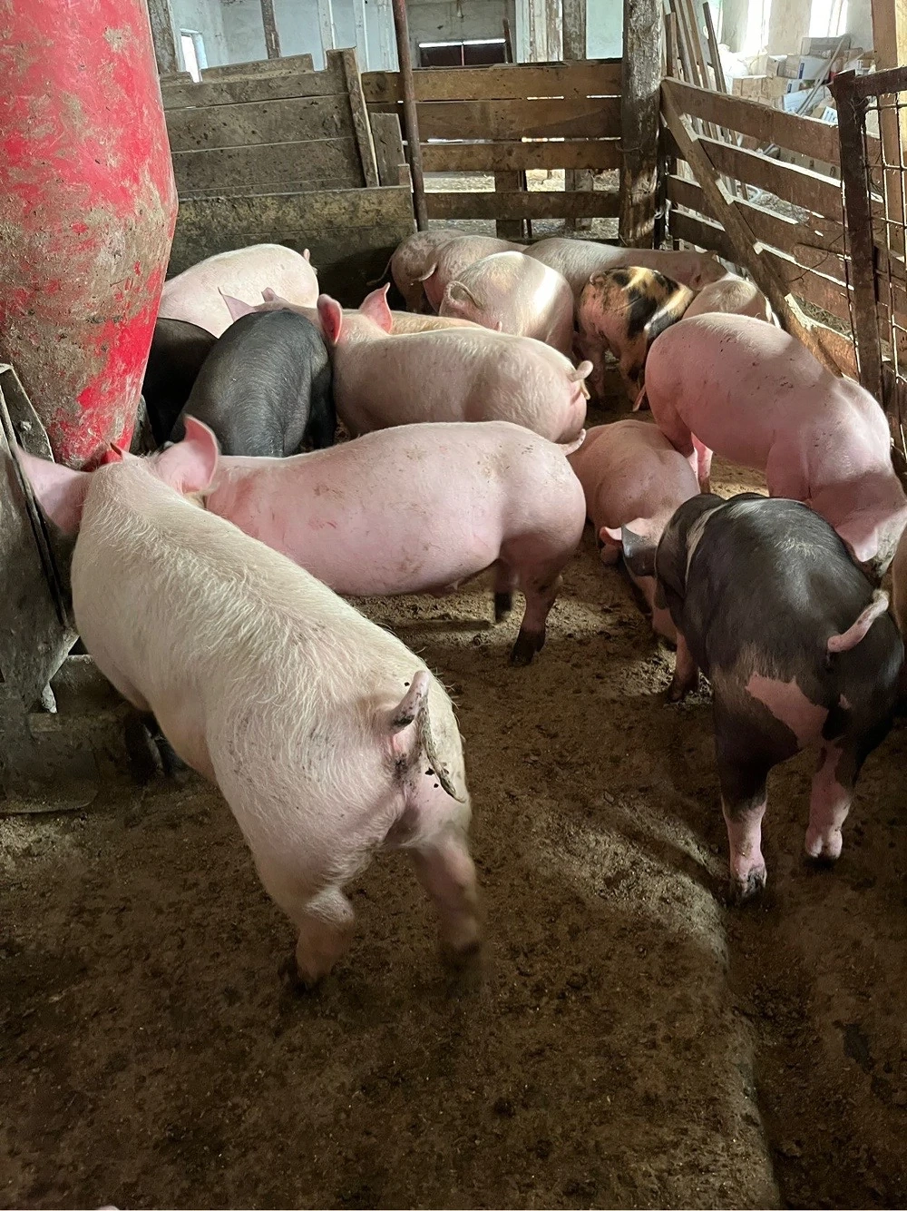 Soldani de 40 kg ,disponibili 30 buc