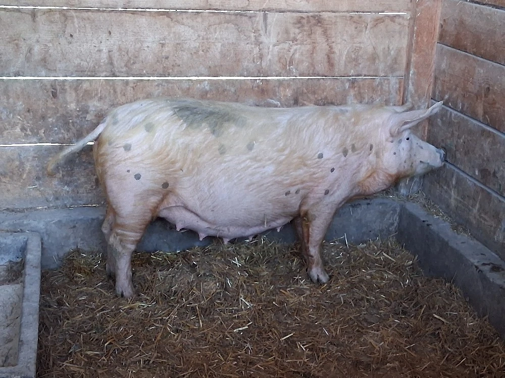 vând scroafă gestantă la prima fătare 