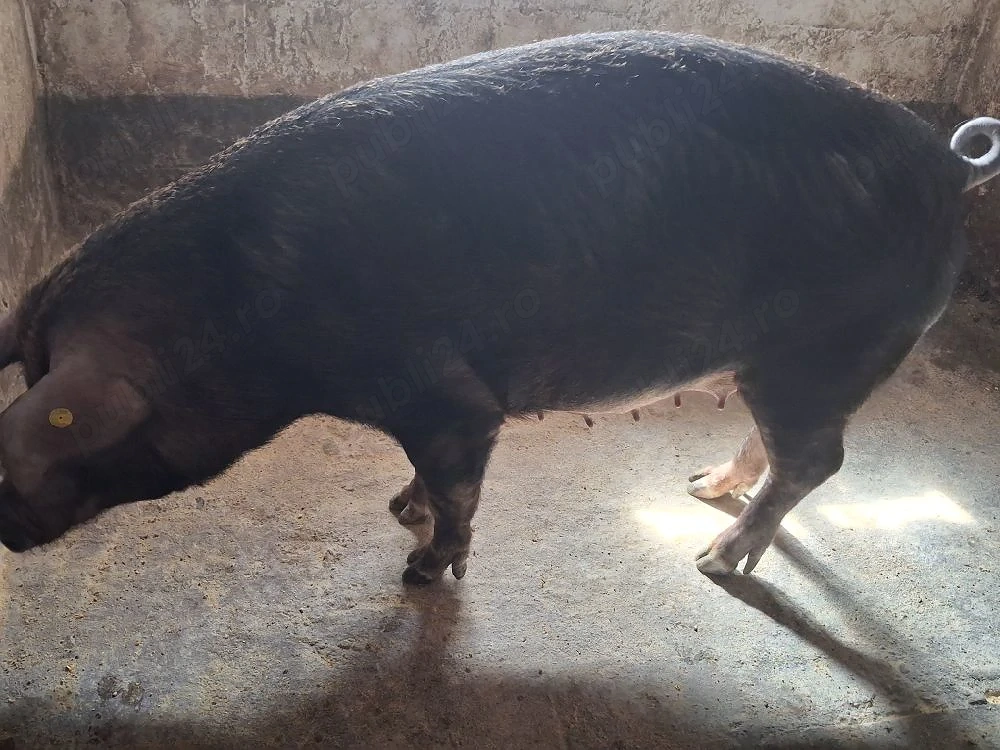 vand scroafa gestanta duroc, cu monta artificiala petrain 200kg a doua fatare 3500 lei