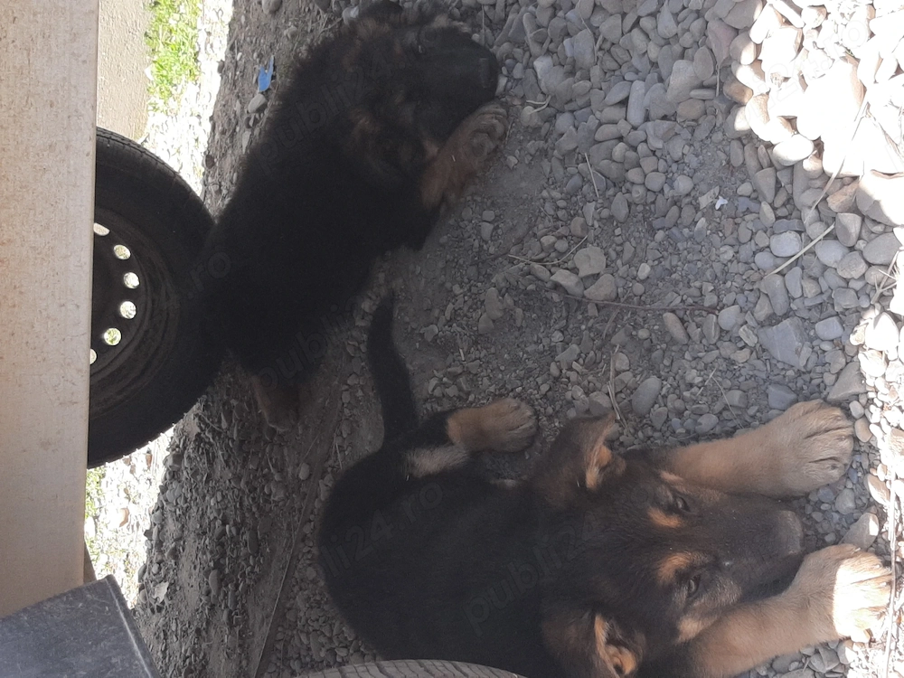 Două femele ciobănesc german 