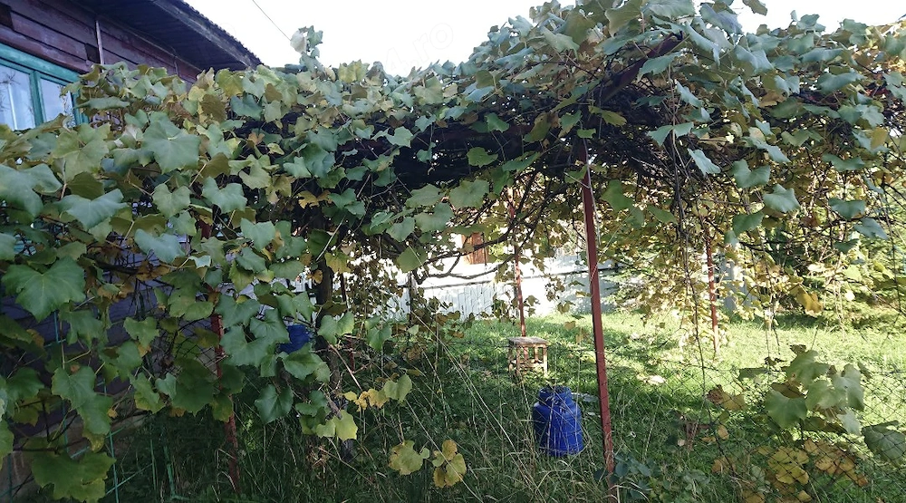 Casuta batraneasca in Paniceni